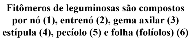 estípulas e o pecíolo (Figura 18). Figura 18 Composição dos Fitômeros de leguminosas. Fonte: Arquivo pessoal, 2016.