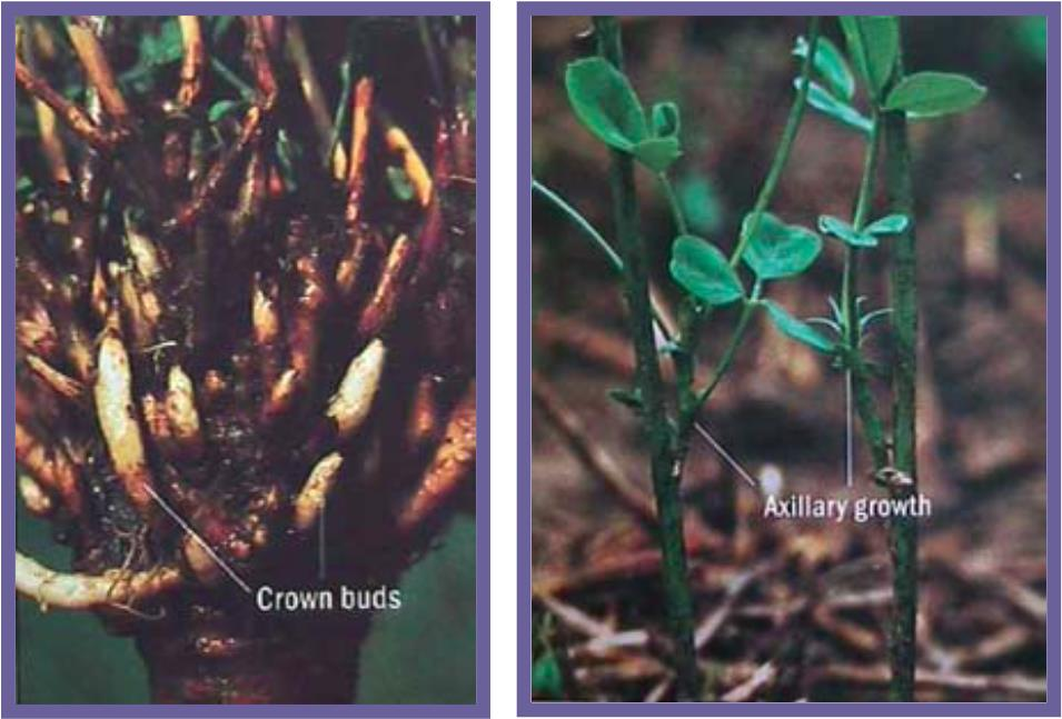 5.4 Gemas axilares ou laterais Os nós na base da planta se acham muito próximos, separando-se visivelmente à medida que se caminha para o ápice do vegetal, sendo que cada nó