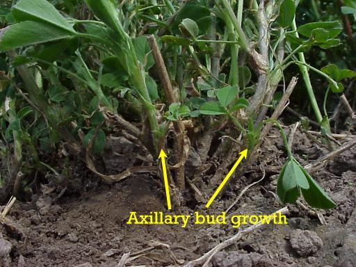 Figura 26 Gemas na coroa da alfafa e crescimento de ramificações laterais (axillary bud growth). 5.