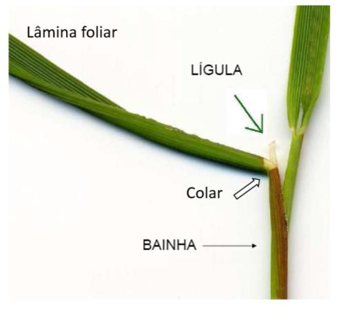 a) Gramíneas As folhas das gramíneas são constituídas por: - Lâmina foliar ou limbo geralmente é lanceolada com nervuras paralelas (presença da nervura principal), glabras (sem pelos) ou não, margem