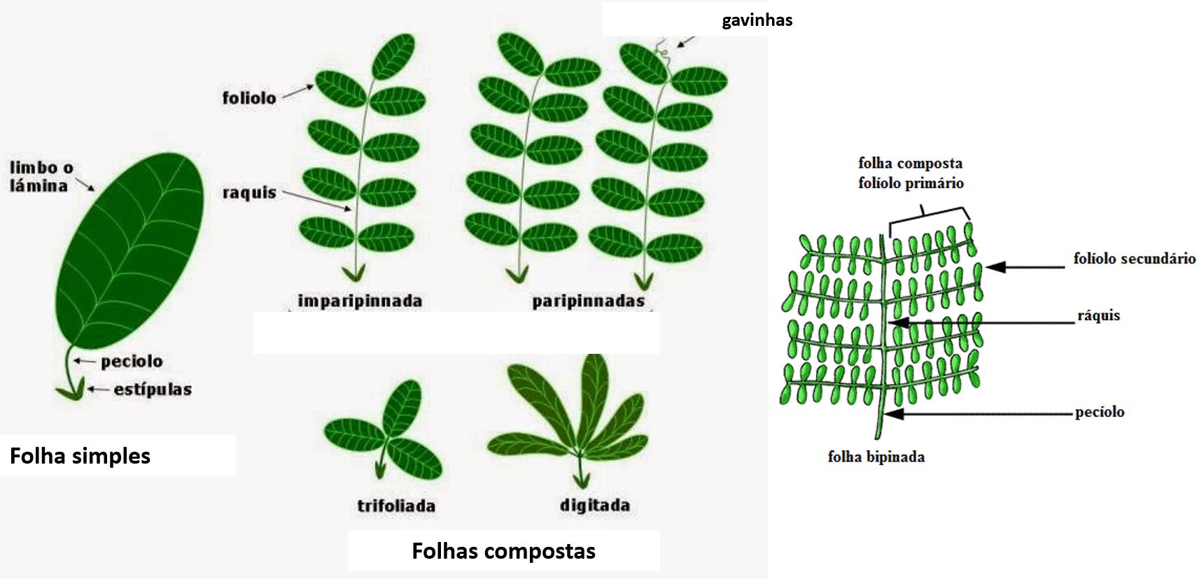Figura 29 Esquema da folha em leguminosas (neste caso a folha é composta - trifoliada). O ráquis é a parte do eixo mediano da folha, que sustenta os folíolos.