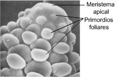 6. Dinâmica do crescimento de plantas forrageiras 6.1 Introdução Uma pastagem corresponde a um conjunto de plantas (perfilhos) interagindo entre si.