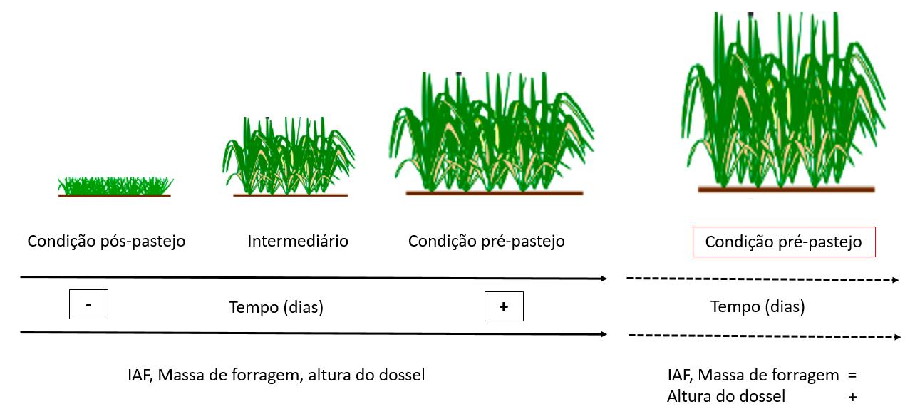 6.3 Crescimento ao longo do ciclo de rebrotação O crescimento ao longo da rebrotação pode ser representado pelo incremento no acúmulo de tecidos da parte aérea ao longo do tempo, que são verificados