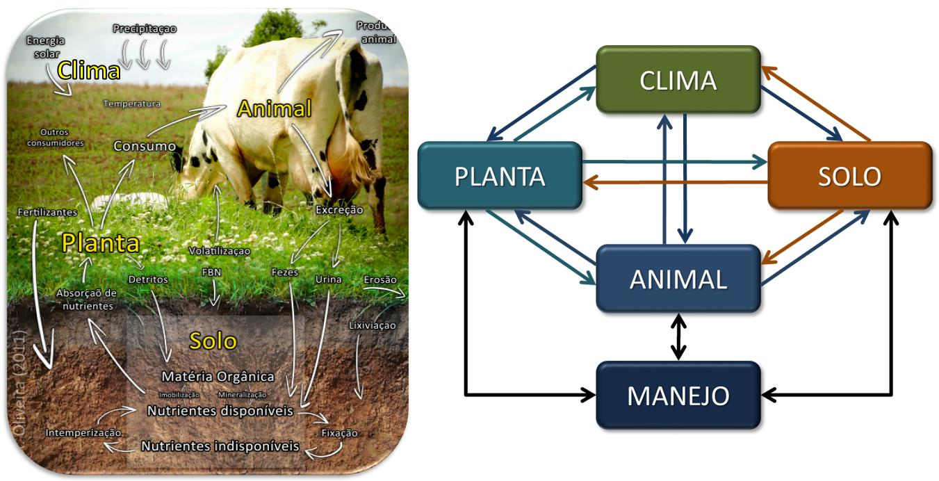 2. Ecossistema pastoril componentes e interações Um sistema ecológico é definido como um conjunto de organismos vivendo em associação com seu ambiente químico e físico.