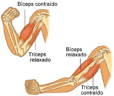 Células musculares são alongadas e se contraem devido ao encurtamento