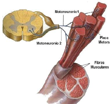 o esqueleto; Conhecido popularmente como carne ; Pode