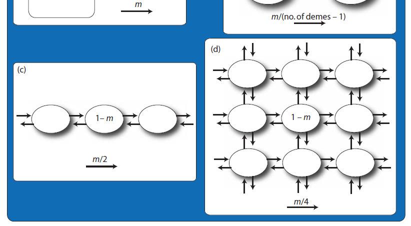 impacto de factores evolutivos, como o fluxo génico, o tamanho efectivo e os padrões de conexão