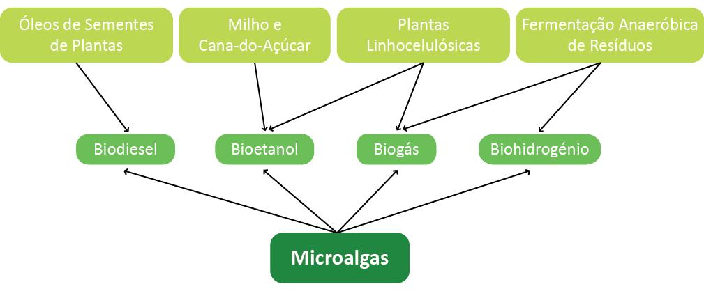 pigmentos pode ser seguida da produção de biodiesel, sendo a restante biomassa utilizada para produzir bioetanol, biohidrogénio ou biogás.