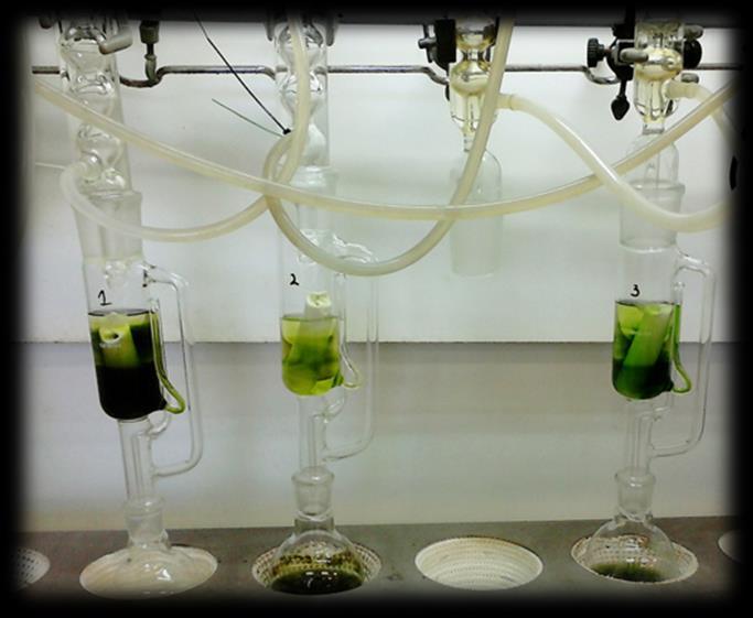 1 Conteúdo em Lípidos A extração de lípidos foi conduzida num aparelho de Soxhlet durante seis horas, utilizando cerca de 1g de biomassa (após pré-tratamento) e n-hexano como solvente.