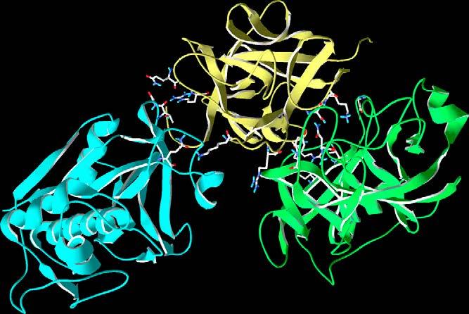 25 A sequência completa de aminoácidos do principal inibidor de tripsina de A. pavonina apresentou um percentual de 36% e 37% de identificação com o inibidor de tripsina do tipo Kunitz de G.