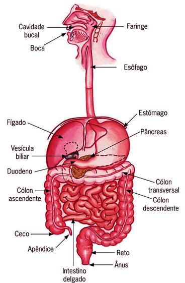 Aspectos morfofuncionais Sistema digestório: Trato gastrointestinal