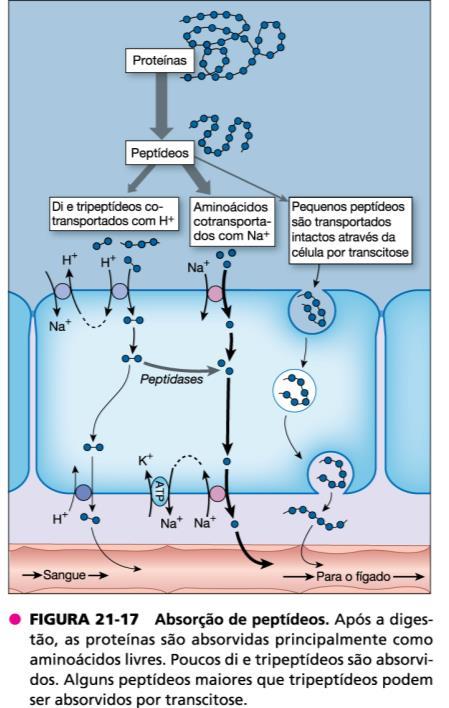 Absorção de proteínas 1-Estômago: pepsina desnatura as proteínas (ph ácido) 2-Luz do intestino: pâncreas secreta enzimas proteolíticas 3.