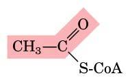 Em seguida, ocorre a carboxilação da acetil-coa, para a formação de malonil-coa, um processo catalisado pela enzima acetil-coa carboxilase (Figura 5). FIGURA 5 Síntese de malonil-coa (Lehninger et al.