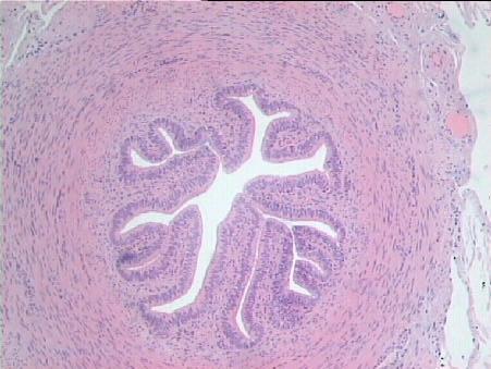 59 M MU S Figura 16: Fotomicrografia de um corte transversal da tuba uterina, na