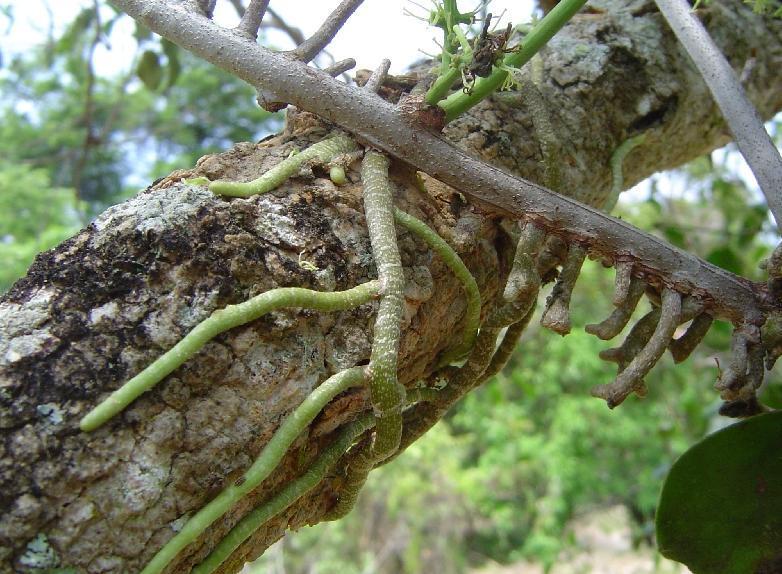 (raízes de plantas parasitas como o cipó-chumbo e ervade-passarinho);