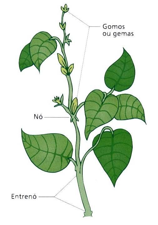 aéreas da planta.