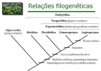 Ciclo reprodutivo das plantas Meiose Briófitas Criptógamas (não apresentam flores); Avasculares; Assifonógamas (não apresentam tubo polínico); Não apresentam sementes e