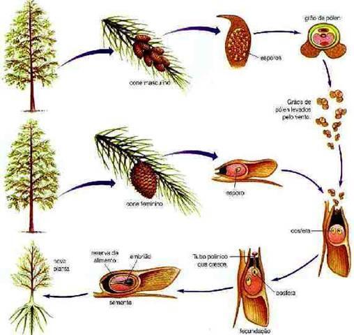 OBS.: A fecundação é simples (ocorre apenas uma), formando uma semente com tegumento (2n),