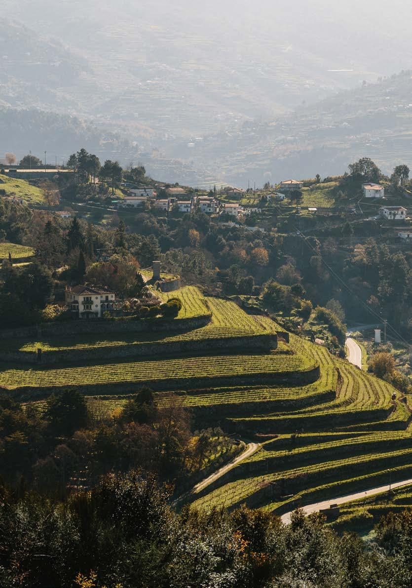 08 Dados Económicos Em 2015, a A&D Wines decide avançar para um projeto mais ambicioso ao adquirir a Quinta de Santa Teresa, na sub-região de Baião, com 33 hectares de vinha a que se somam mais 5