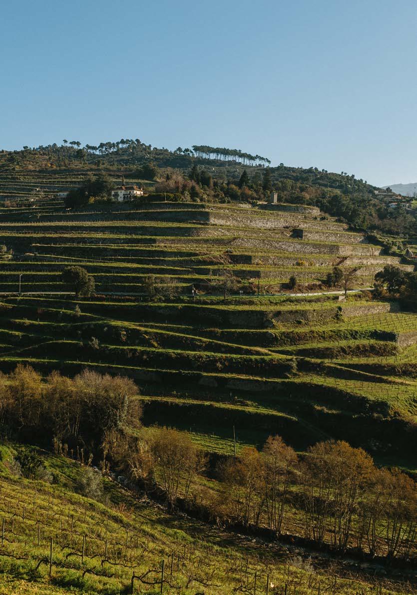 06 Quinta de Santa Teresa Características Altitude média 200m Solo Granítico