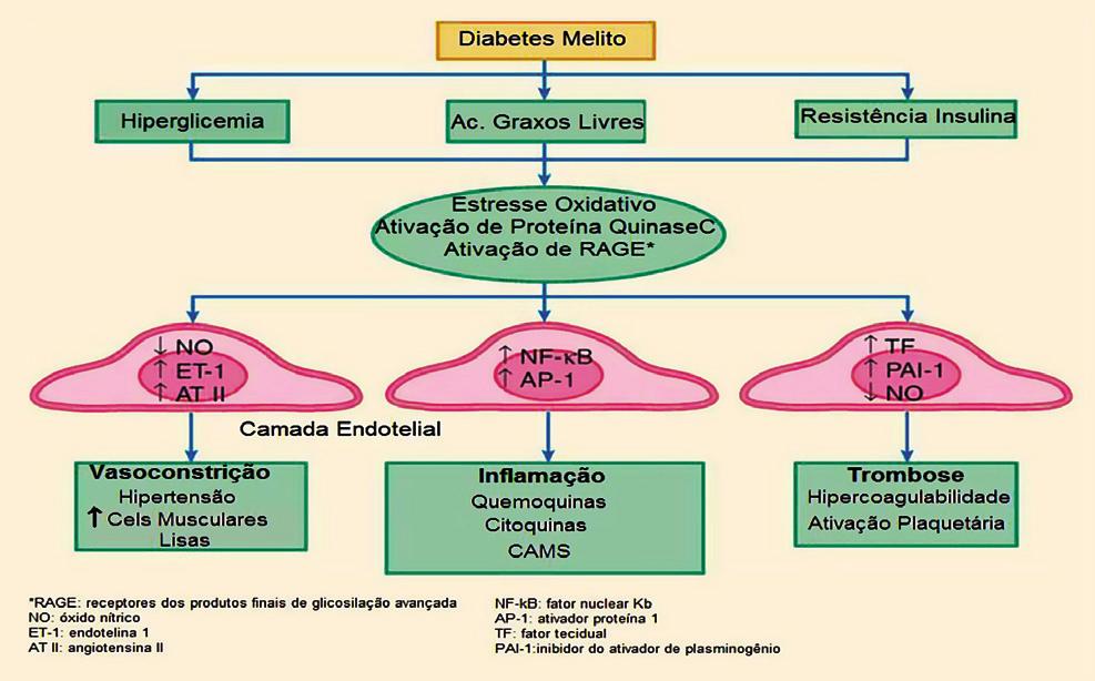 Figura 1 - Diagrama demonstrando a fisiopatologia da doença arterial coronária no diabético. (Adaptado de Creager et al. 11 ) potencial pró-trombótico habitualmente observado nesses pacientes 16.