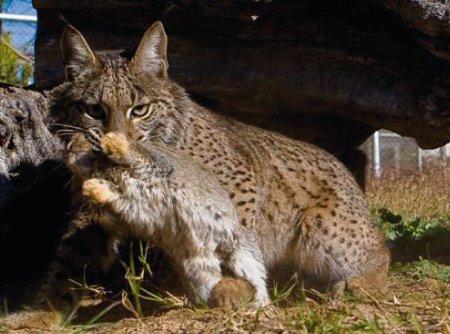 O coelho como presa do lince A dependência do Lince-ibérico relativamente ao Coelho-bravo como fonte de alimento é consensual.