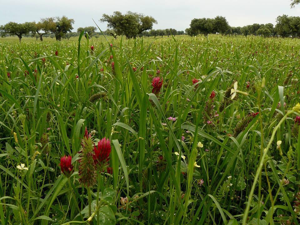 As espécies vegetais de que existem trabalhos realizados nesta instituição há mais anos, e com variedades inscritas no Catálogo Nacional de Variedades ou em fase de inscrição, são: Rede Temática