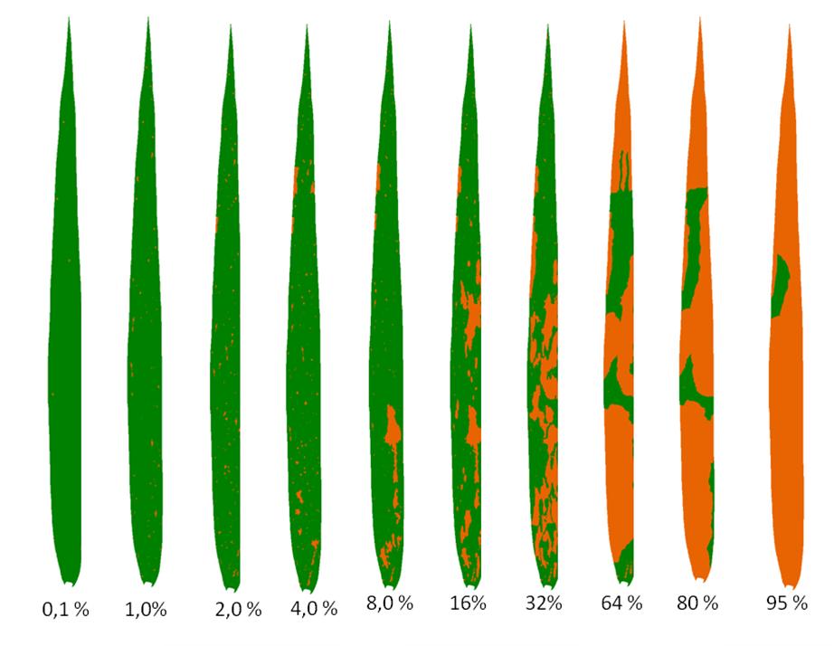 MATERIAL E MÉTODOS Para elaboração da escala diagramática para a ferrugem da folha do trigo foram coletadas 124 folhas da cultivar BRS 254 em campo experimental naturalmente infestado da Universidade