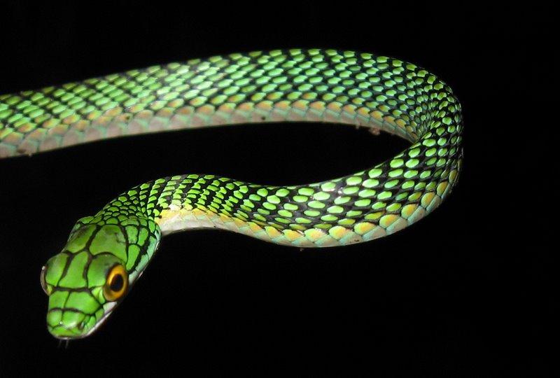 Leptophis