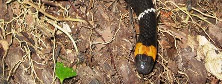 LIV: Bothrops atrox