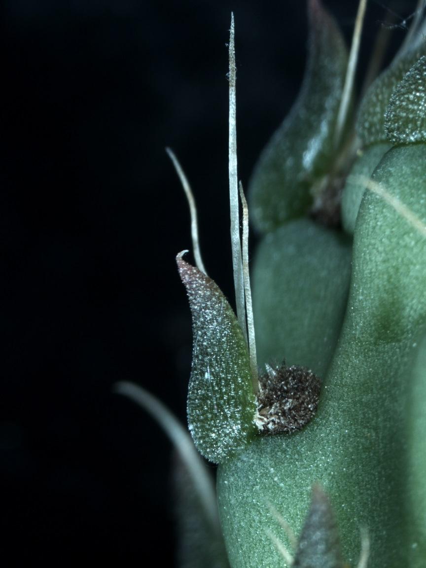 es hr ar Fotografia com um microscopio de dissecção de um fruto jovem de