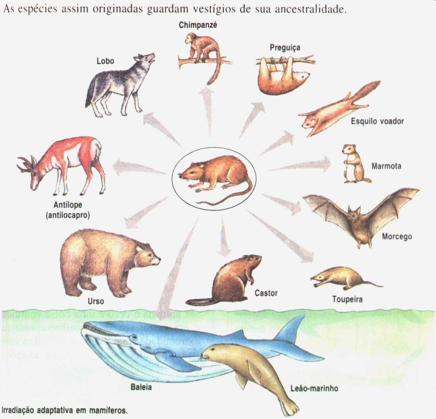 No caso dos mamíferos, de um ancestral exclusivo, surgiu grande n o de ssp adaptadas a condições de vida diferentes Chamamos esse fenômeno de irradiação adaptativa.