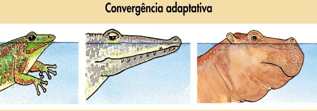 Nesse caso, aves e insetos adaptaram-se de forma semelhante ao mesmo tipo de ambiente. Esse fenômeno é chamado convergência evolutiva (adaptativa) ou evolução convergente.