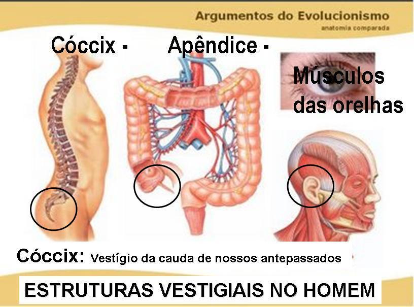 Outro exemplo é o cóccix humano. Localizado na parte inferior da coluna vertebral, é um órgão vestigial remanescente da cauda.