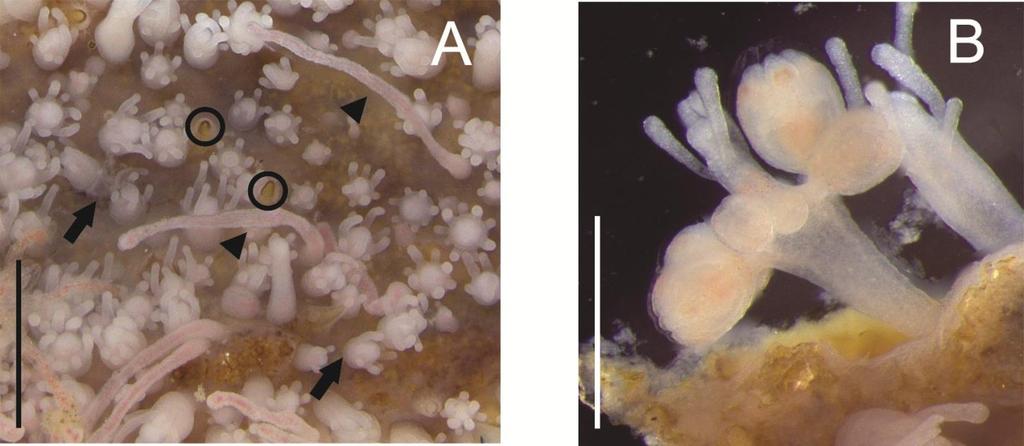 Figura 1. Colônia de Podocoryna sp. nov.: setas indicam grupos de gastrozooides, cabeças de seta indicam tentaculozooides e os círculos indicam espinhos quitinosos (A); gonozooide (B).