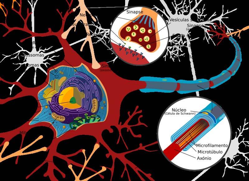 Figura 1.1: Esquema de um neurónio. Esquema elaborado por Mariana Ruiz e permissão de uso livre sem restrições.