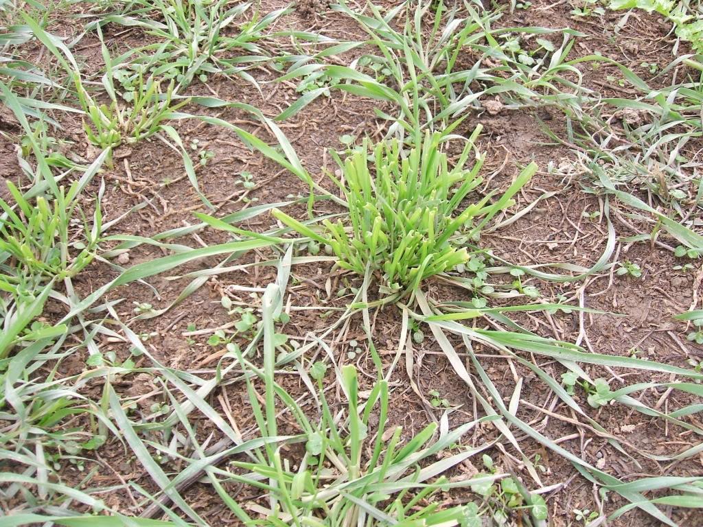 desfolhação. Em gramíneas, como azevém perene (Lolium perene L.