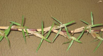 Seu crescimento resulta em um arranjo compacto de perfilhos, os quais formam o hábito de crescimento cespitoso (bunchgrass, caespitose or tussock).