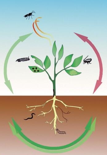 Biodiversidade no contexto agrícola Tradeoffs Nem tudo são ganhos Infestantes Simplesmente mais biodiversidade pode não trazer os benefícios esperados.