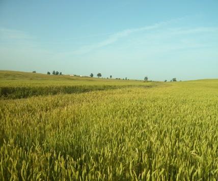 Biodiversidade no contexto agrícola Paisagem diversa: Não é apenas