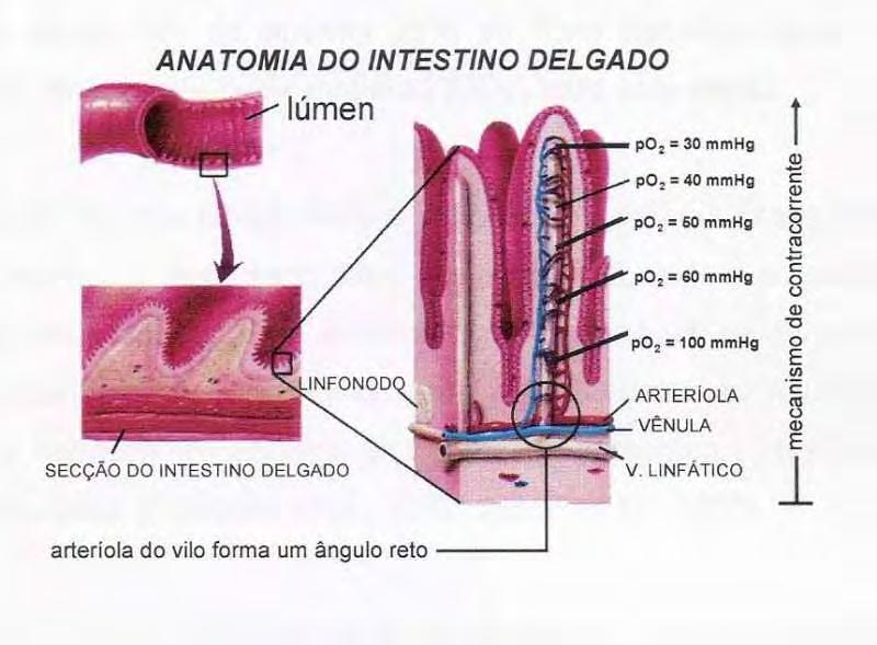 Figura 2. Anatomia do intestino delgado. Mecanismo de contracorrente (Cruz Junior, 2006).