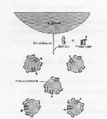 Fig. 3- Processo de emulsificação Na digestão dos triglicerídeos há produção de ácidos gordos que levam a uma acidificação do meio, que pode ser seguida utilizando um eléctrodo de ph (chama-se a esta