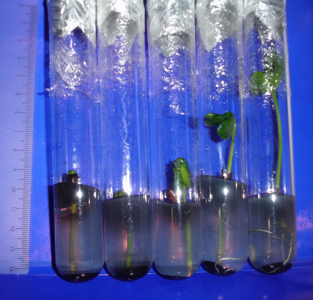 Figura 3.1: Germinação in vitro de Laguncularia racemos (L.) Gaertn. plântulas 30 dias após a inoculação.