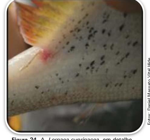 Lernaea cyprinacea LINNAEUS, 1758 Prevalência: 8,1% Intensidade média (Valor máximo e mínimo): 3,1 (Min:1 Max:9) Local de Infestação: Superfície corporal, base de nadadeiras, orifício nasal, boca e