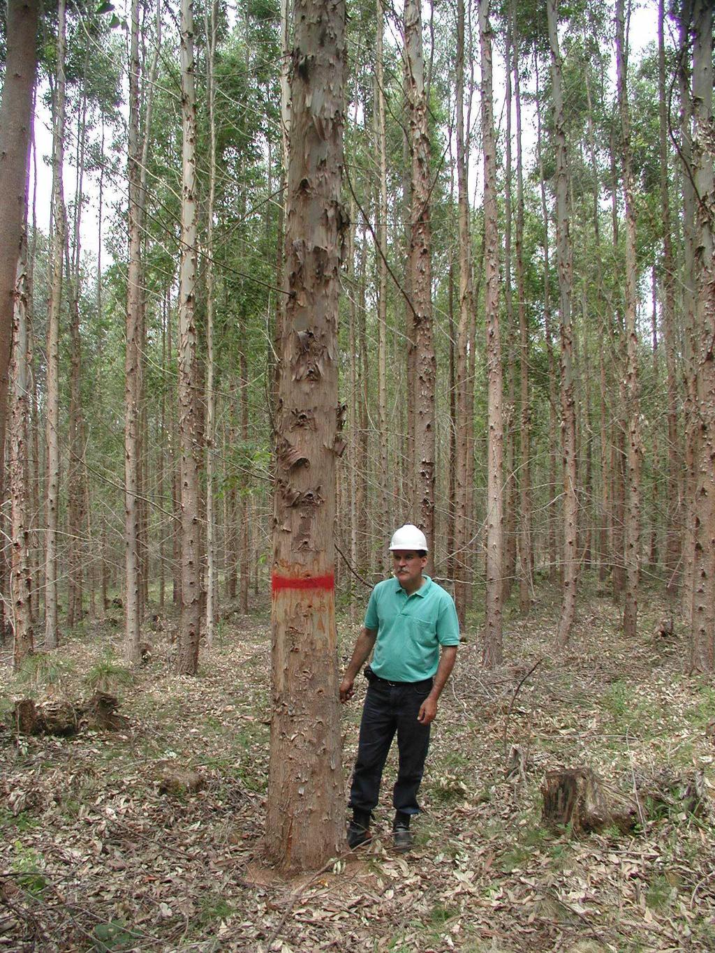 CLONAGEM RÁPIDA