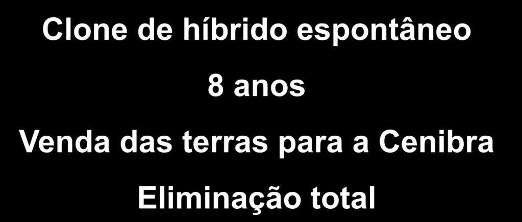 espontâneo 8 anos Venda das