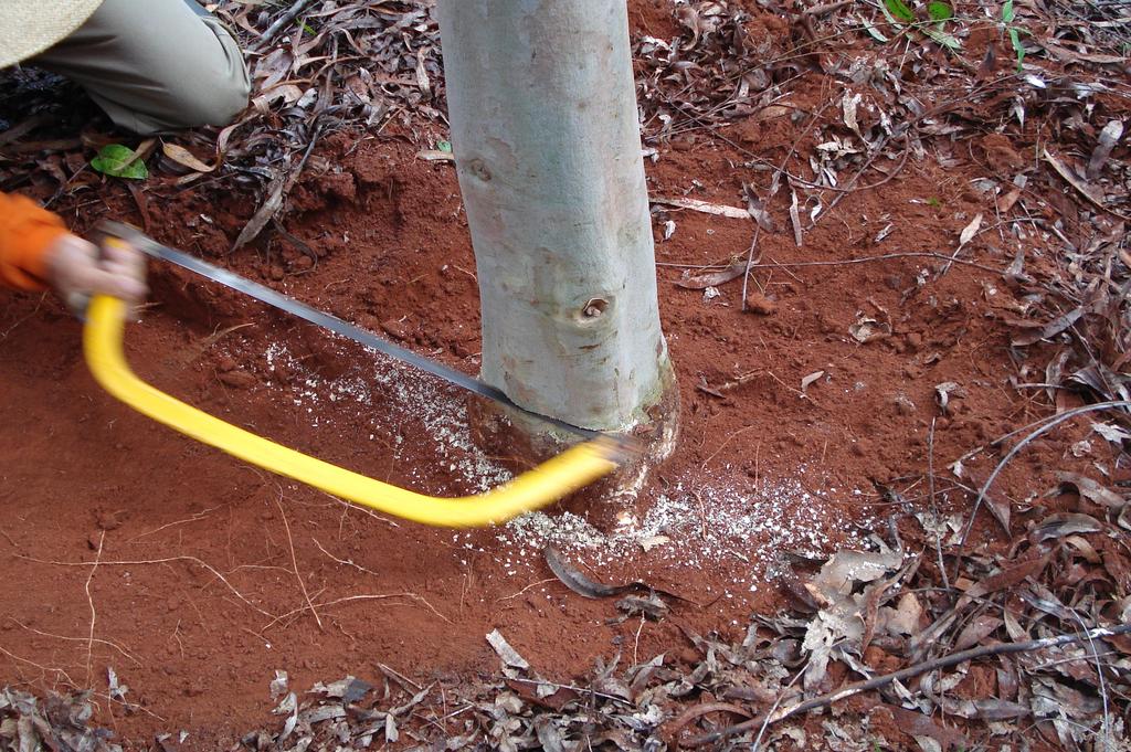 CLONAGEM DE ESPÉCIES DE Corymbia