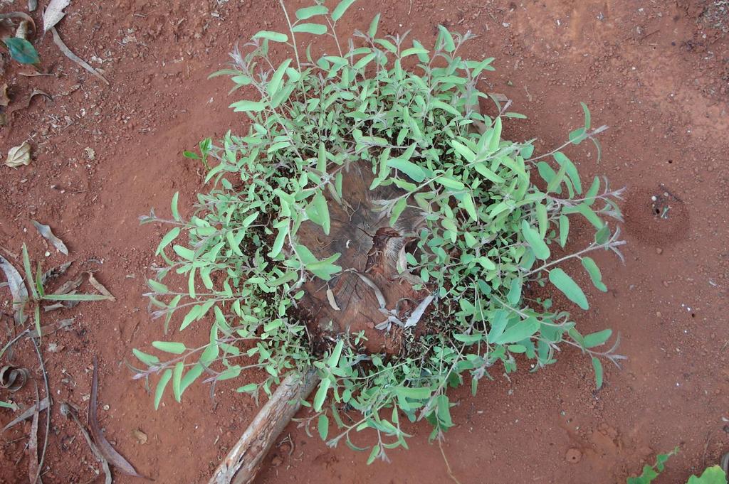 CLONAGEM DE ESPÉCIES DE Corymbia Brotações do lignotuber