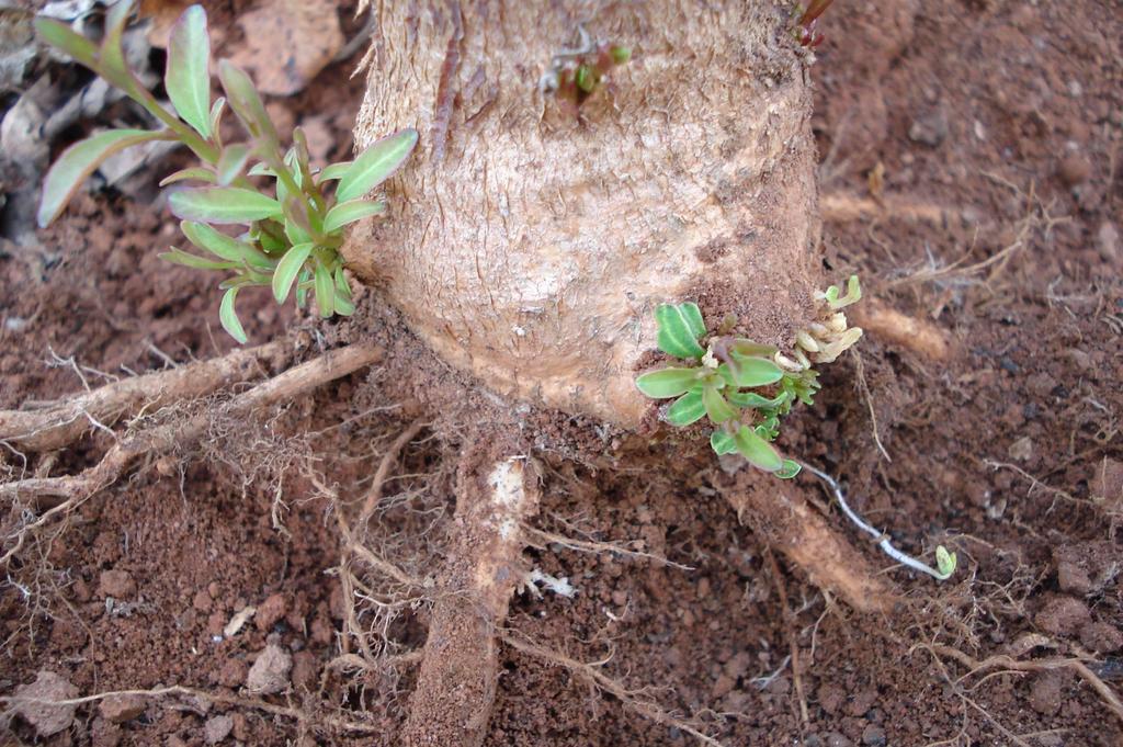 CLONAGEM DE ESPÉCIES DE Corymbia