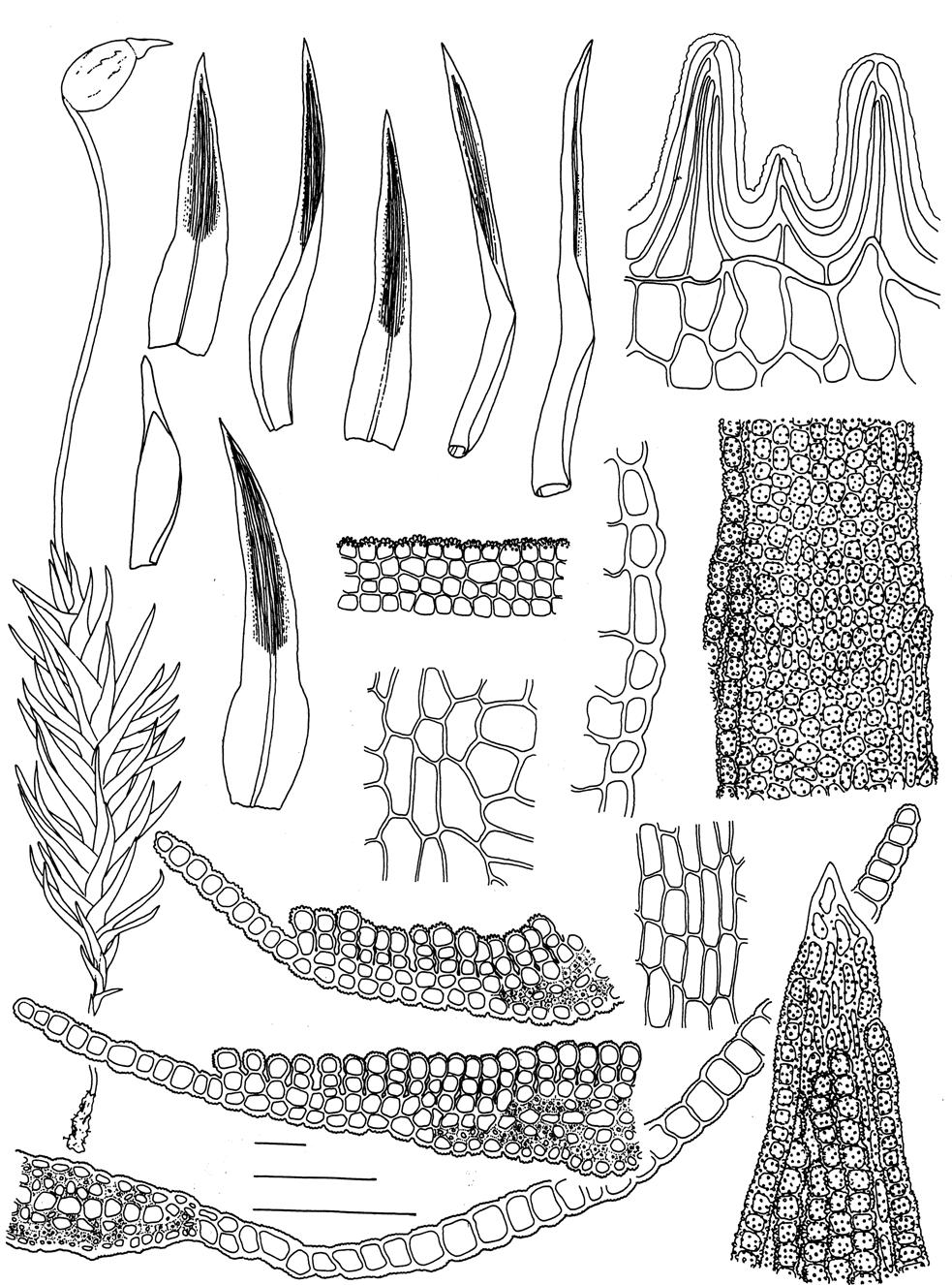 50 b c d f g r q n e p i o a k j l m 100 µm, b-g, q 500 µm, a 100 µm, h-p, r h Figura 11. Notoligotrichum minimum (Cardot) G.L. Smith. a. gametófito feminino, b-e. filídios, f-g.